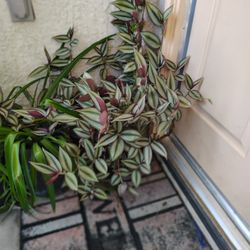 Lots Of Different Plants 4 Sell