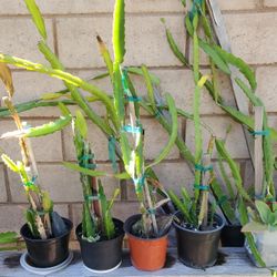 4 Dragon Fruit Plants "Pitaya"