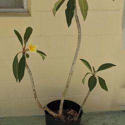 Hawaiian Lei Plant .  Frangipani Yellow Blooms 