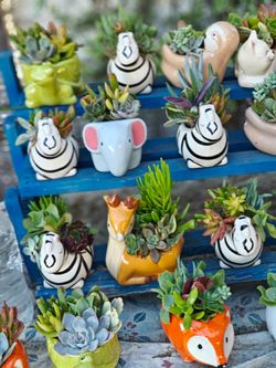 Animal Pots with Succulents Arrangements