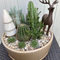 Cactus Arrangement
