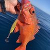 Fishing Hobbyist 