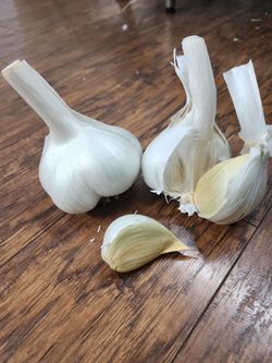 Elephant garlic