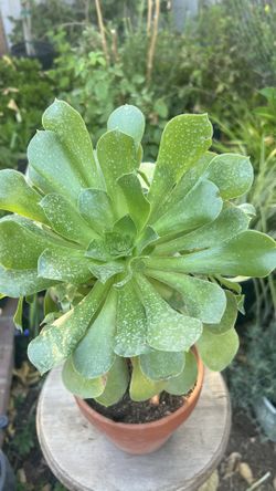 Planta