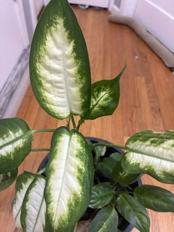 Dieffenbachia Dumb Cane