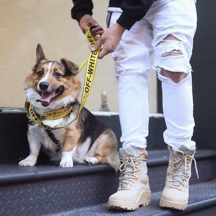 Offwhite collar and dog leash and Offwhite bag included