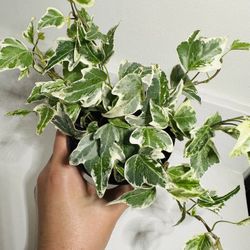Beautiful ’Ingrid Liz Ivy’ 🌱