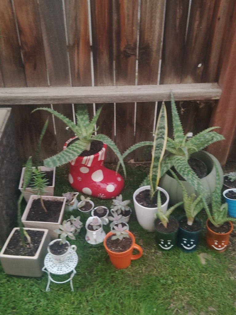 Pots And Plants