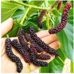 Pakistan Mulberry Fresh Cutting $4 