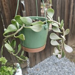 Trailing Jade