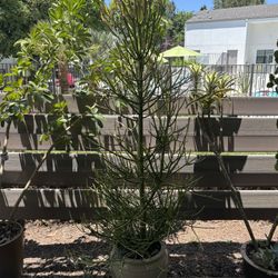 Plant / Succulent In Pot