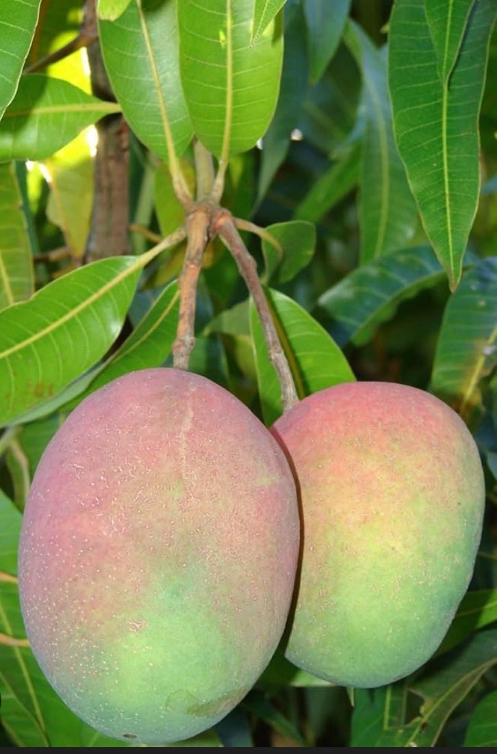 Large Mangoes