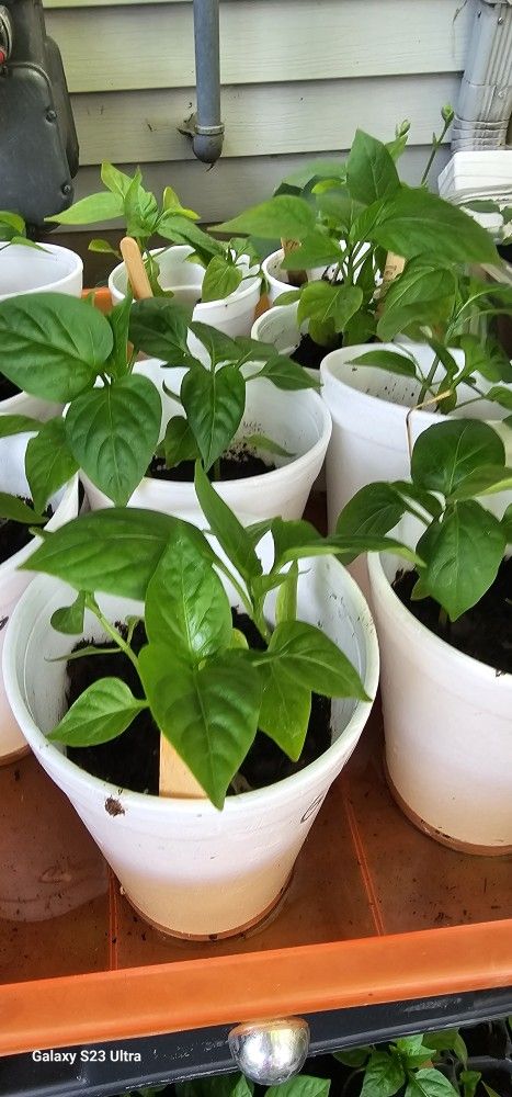 Sweet Pepper Plants 1