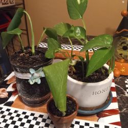 3 Indoor Vine Plants 