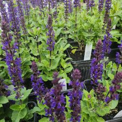 Perennial Plants- Assortment