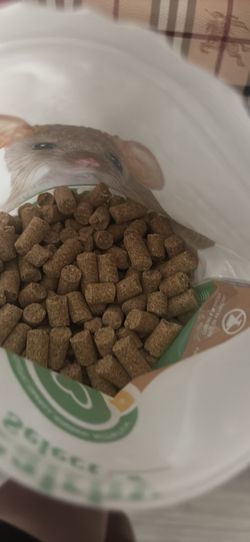 Hamster food