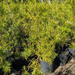 Podocarpus