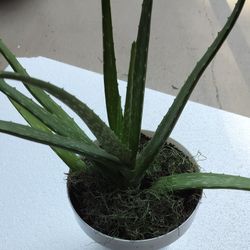 Aloe vera plant with decorated pot/ see discription 👍👍