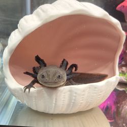 Axolotl With Tank And Accessories 