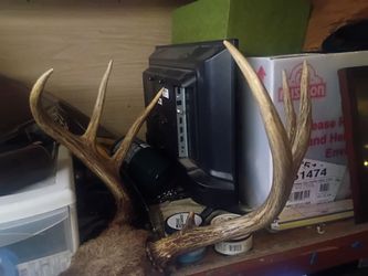 Whitetail antlers