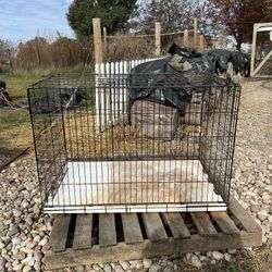 Dog Cage