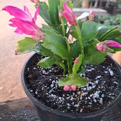Plantas