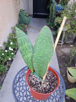 Sensaveria "Whale Fin " Snake Plant $35