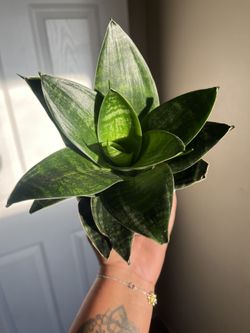 Snake Plant