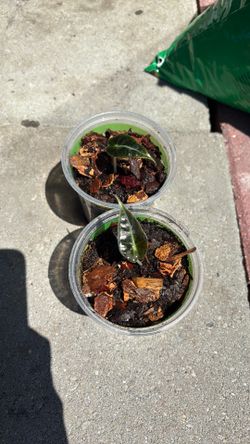 2 x baby African mask plants
