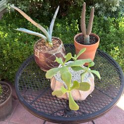 Cactus And Succulent In Small Pots