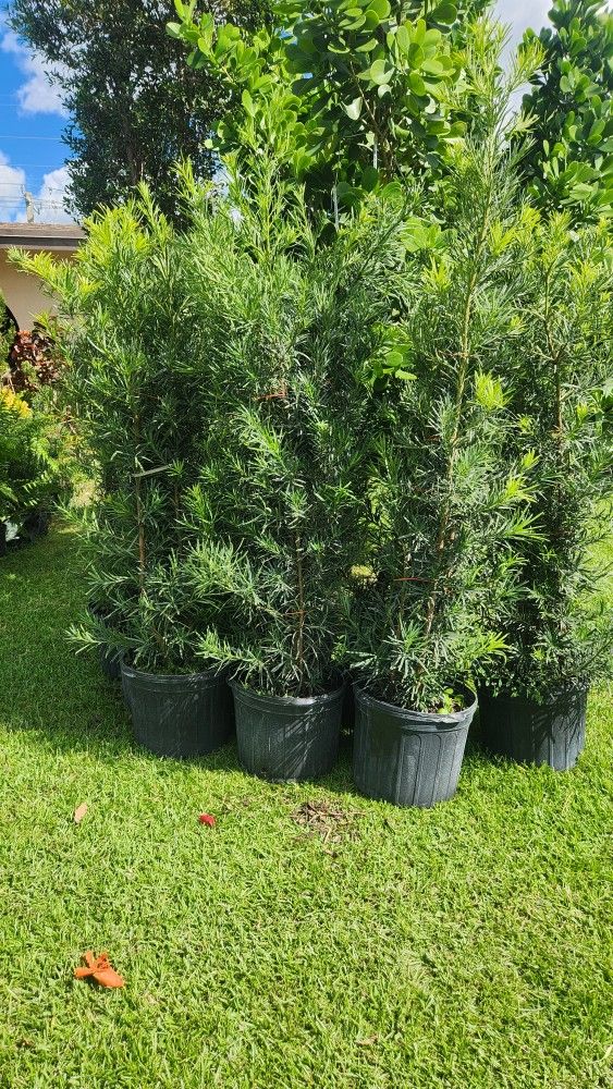 Spectacular Podocarpus Plants For Inmediate Privacy!!! About 6 Feet Tall!!! Fertilized