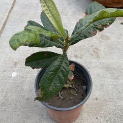 Loquat Tree