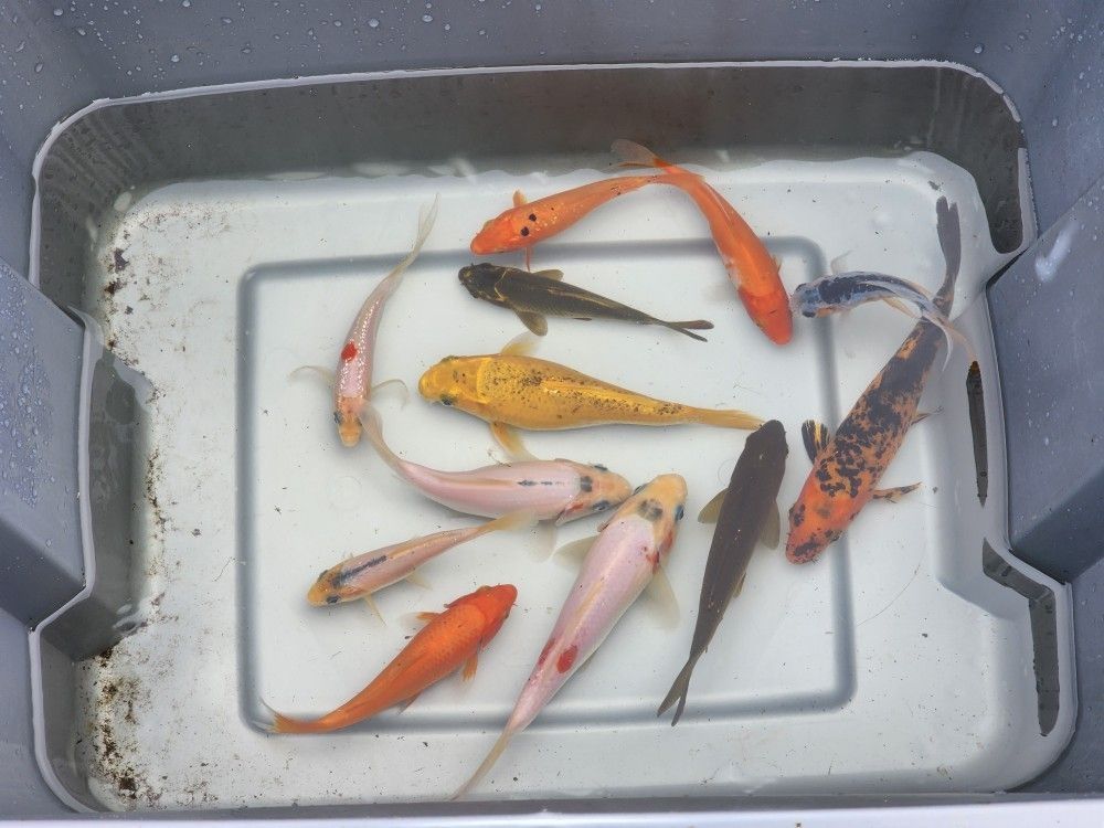 Koi Fish Lot of 12 Japanese Koi Fish Ornamental Pond Fish 4-8 Inches Butterfly & Standard Fin