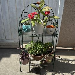 Plantero y 6 plantas $50