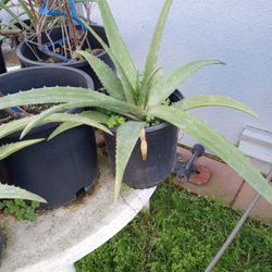 Aloe Plants