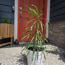 Indoor Plant Live 
