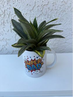 Snake Plant
