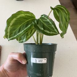 Plant Calathea ‘Mamba’ 