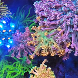 2 Hydra 26 HD For Sale 