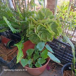 Succulent  Plant 