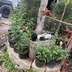 Rosas Para Su Jardin