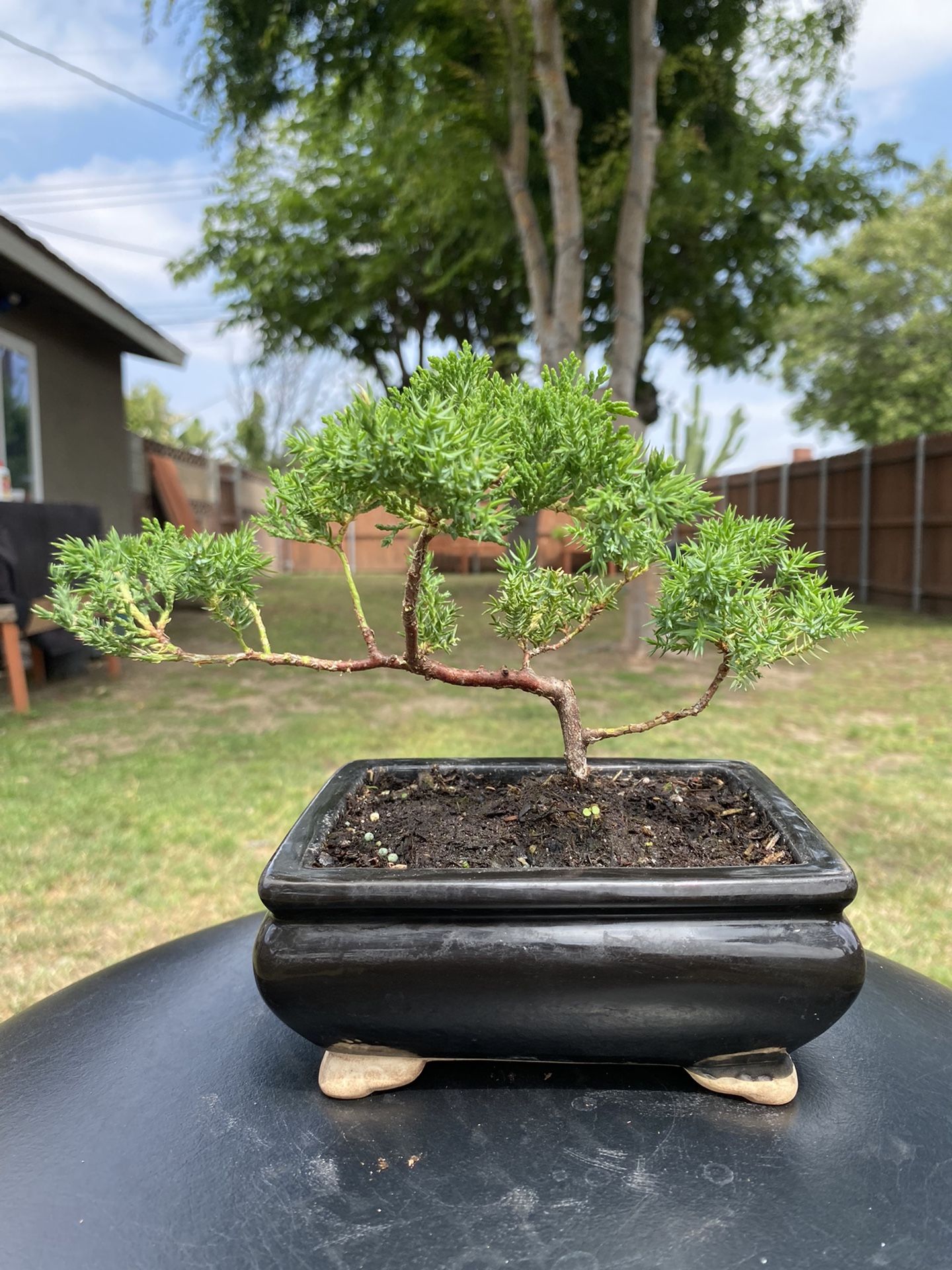 Juniper Bonsai 6” Pot