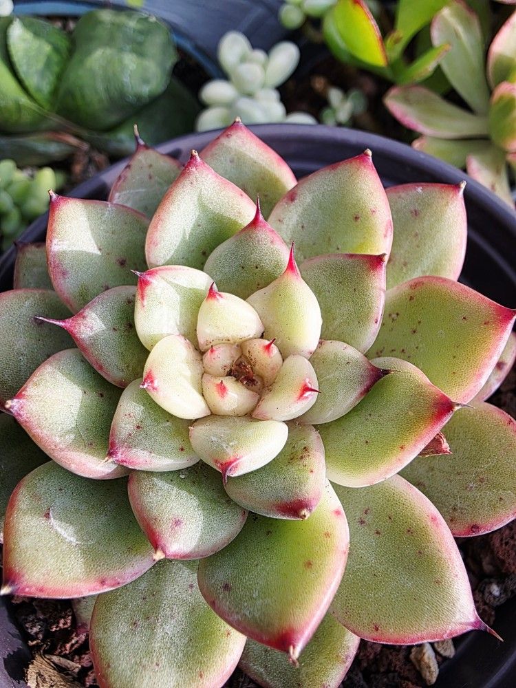 Succulents Plants Echeveria Variegated Tilly 2 Left Pick Up In Upland