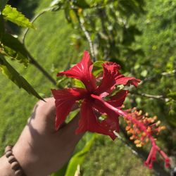Dwarf Red Hibiscus 
