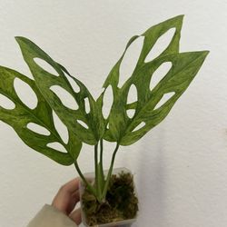 Monstera Adansonii Mint Variegated Plant