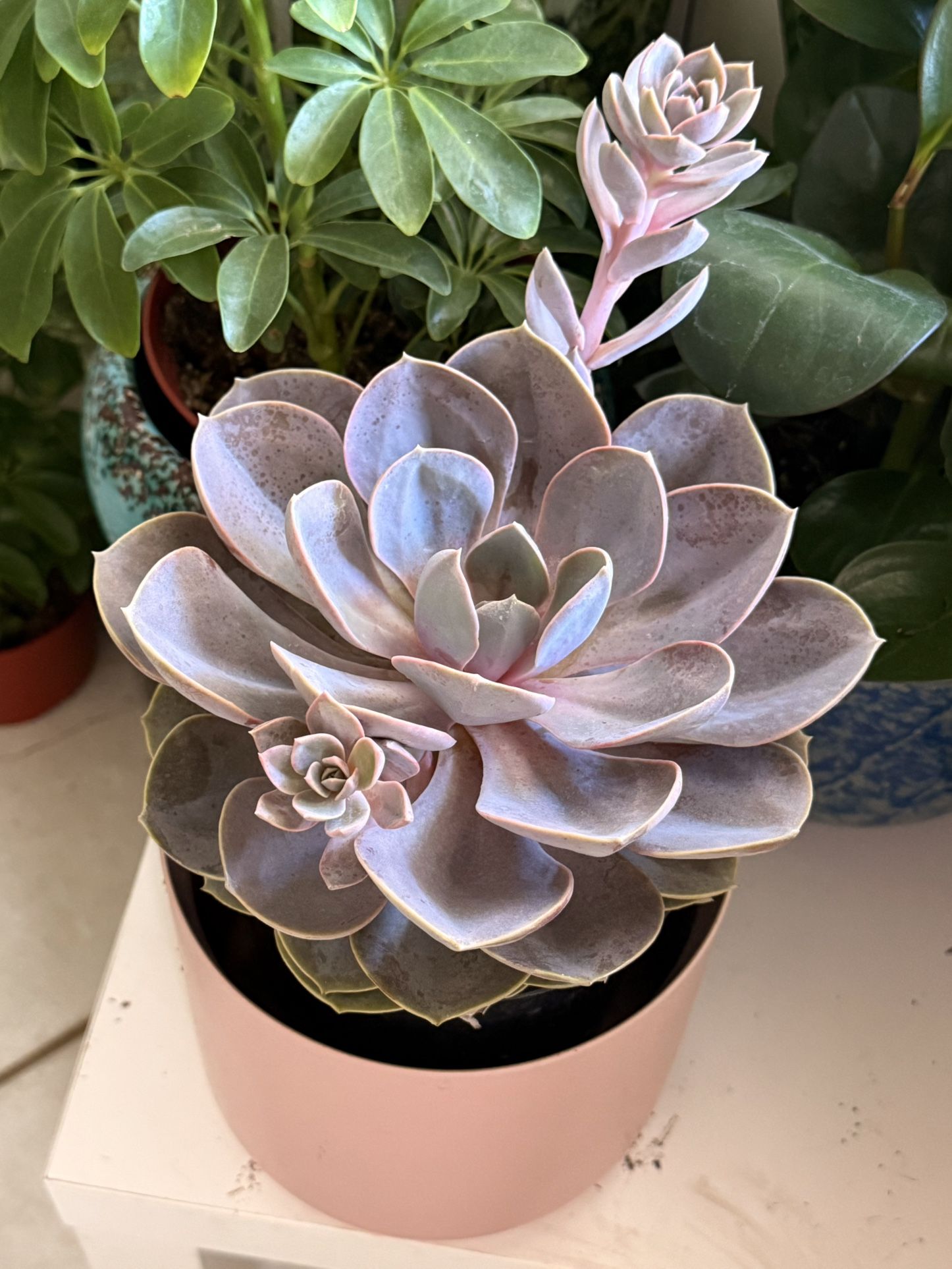 ♥️Echeveria 'rosettes have Beautiful Succulent♥️PLS READ DESCRIPTION 