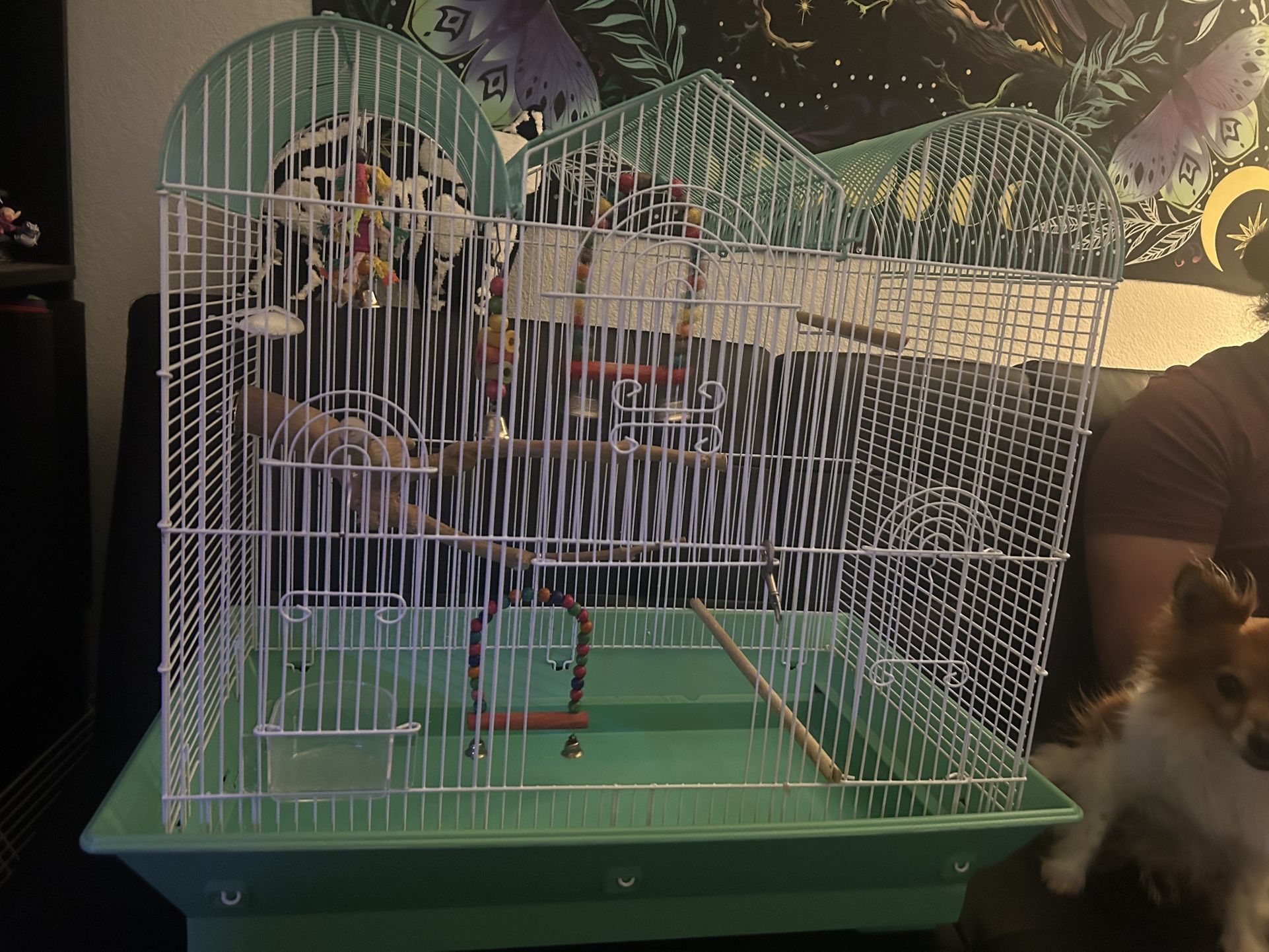 Bird Cage