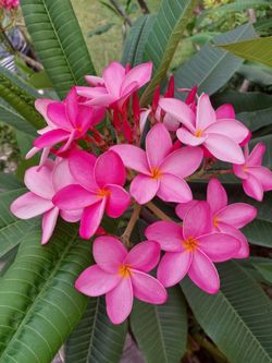 Pink plumeria cuttings
