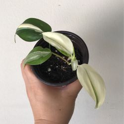 Beautiful Philodendron Rio Sport Plant 