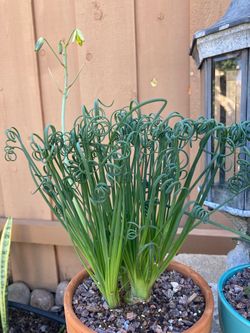 Frizzle Sizzle Albuca Spiralis Corkscrew Plant In Terracotta Planter with Saucer, Adorable Curly Leaves, Unusual, Hard To Find